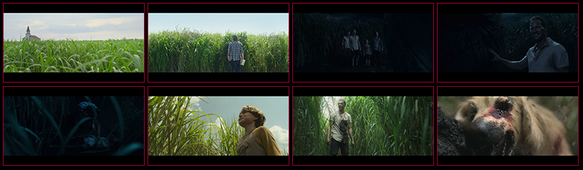 In The Tall Grass 2019 Horror Ghouls 